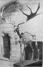 Skeleton of Irish Elk