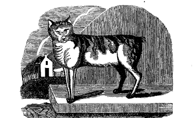 1844 illustration of Manx cat