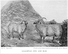 Loaghtan Sheep