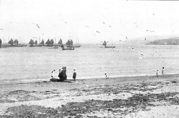 Peel Bay (Gulls and fishing boats)