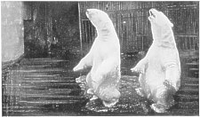 Polar Bears, Groudle Glen