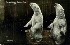 55431 - Polar Bears, Groudle Glen, I.O.M.