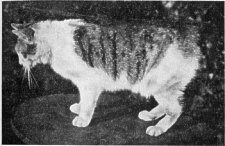Manx Tailless Cat
